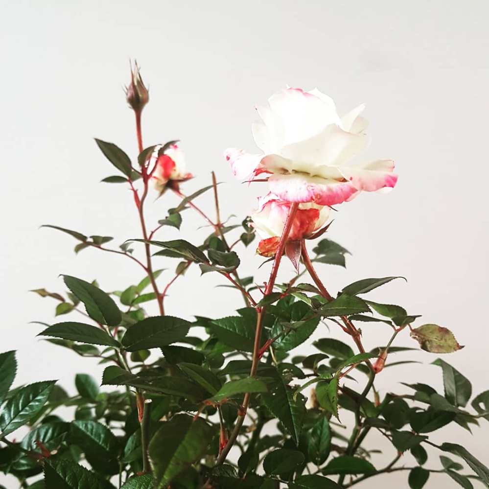 Caroline Hardaker Writes