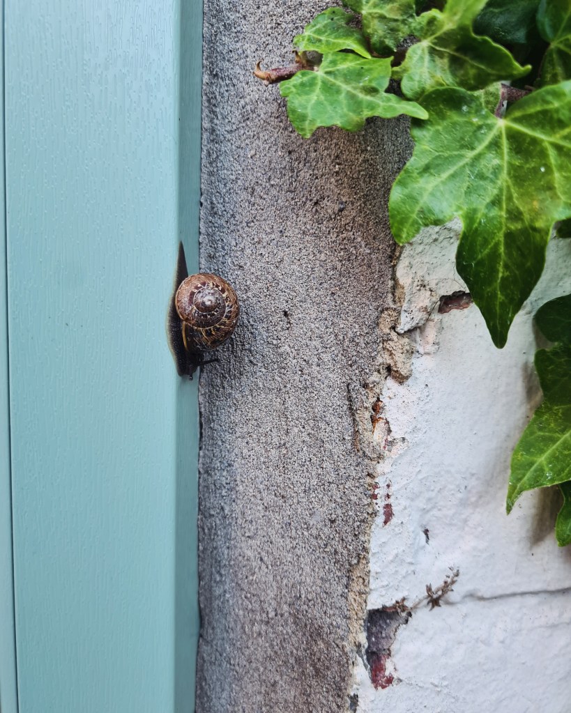 snail crawling slowly down a wall